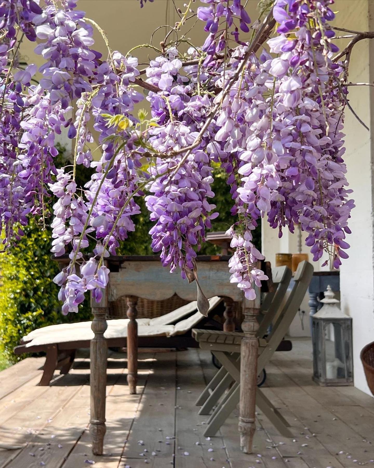 All'Ombra Del Tiglio ปิสโตยา ภายนอก รูปภาพ